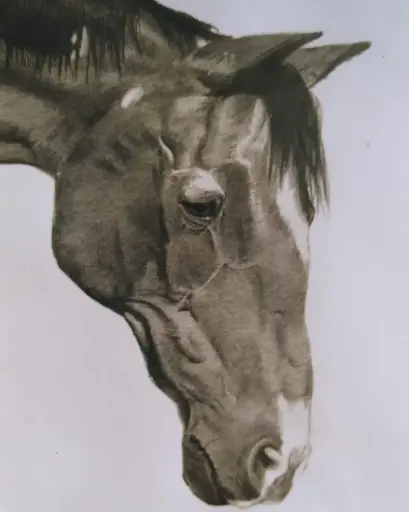 S.S. Caballo