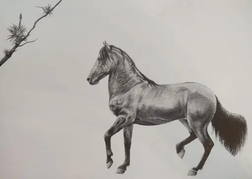 S.S. Caballo 2